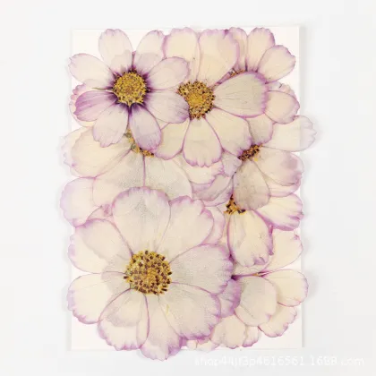 Cosmos Private Label Natural Dried Flowers for Crafts