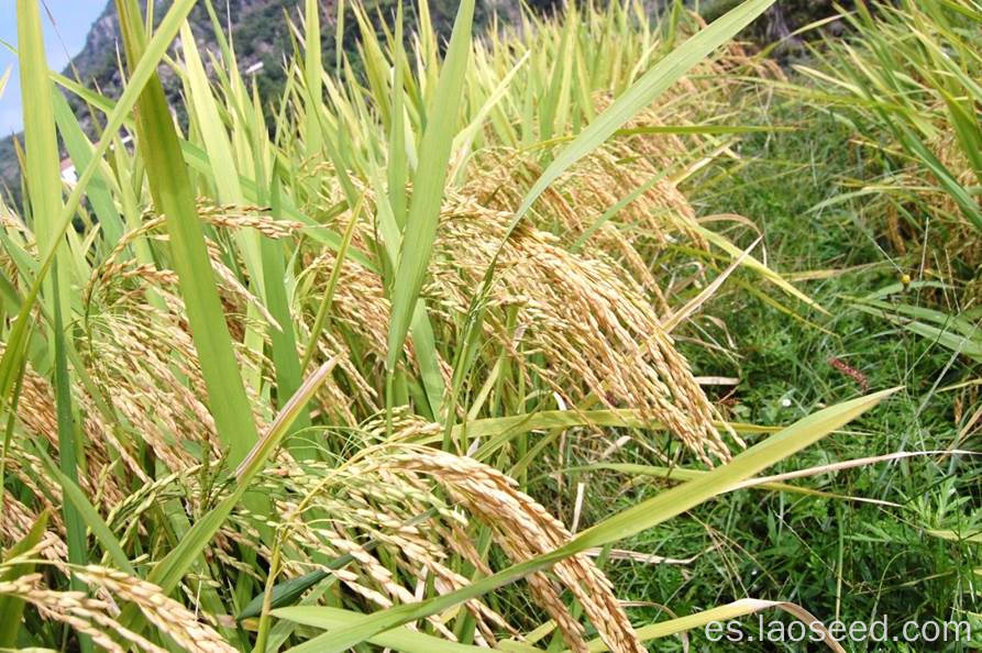 Plantación natural de alta calidad arroz salvaje