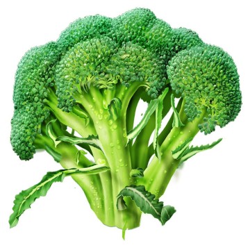 Chinese green fresh broccoli/High quality