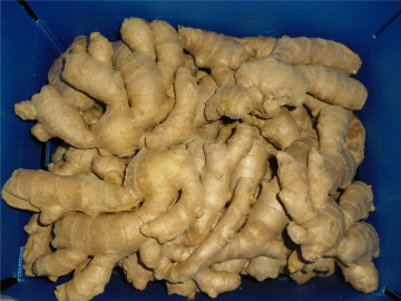 2019 big sized air dried ginger
