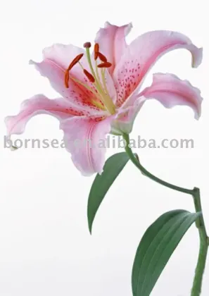 Orchid printing