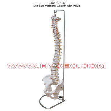 Life-Size Vertebral Column with Pelvis-J3C1.19.105