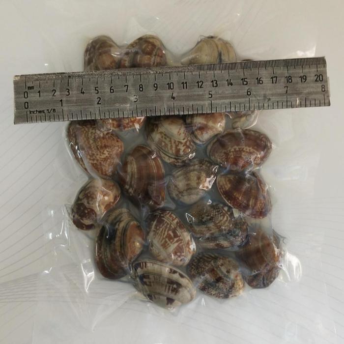 Neue Saison kurz Nackenmuschel in der Schale