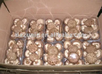 Fresh Shitake Mushroom