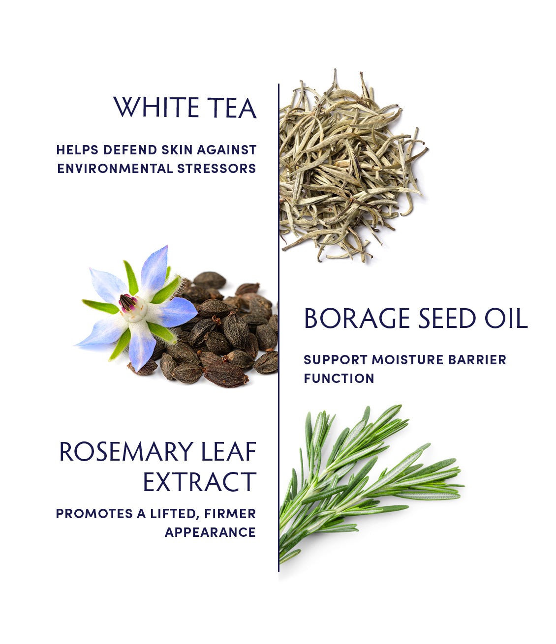 30% Polyphenols Camellia Sinensis White Tea Extract