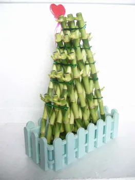 Bamboo