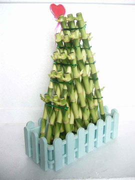 Bamboo