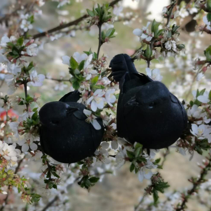 Kuş evcil hayvan dekorasyonu