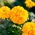 Estratto di fiori della calendula della salute degli occhi 80% in polvere di luteina