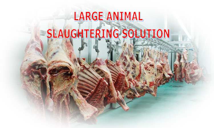 cattle slaughtering machine