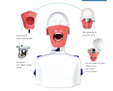 Dental Training Simulator with Phantom Head and Torso