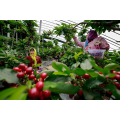 Top Quality Granular Soil Conditioner
