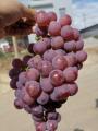 Venda quente frescas doces uvas vermelhas