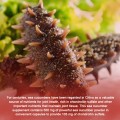 Sea cucumber Extract Powder 15% protein 20% polysaccharide