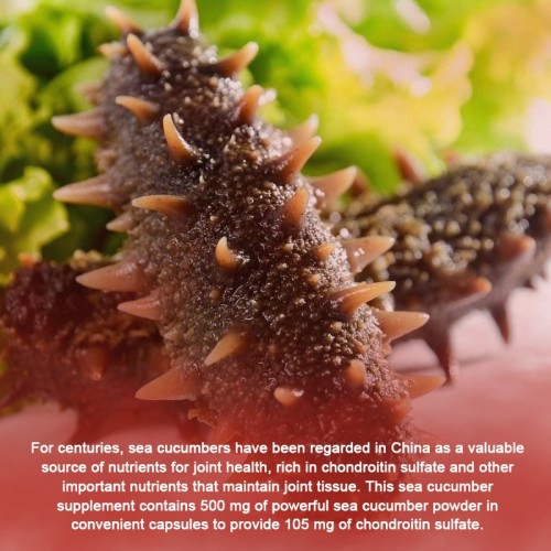 Sea cucumber Extract Powder 15% protein 20% polysaccharide