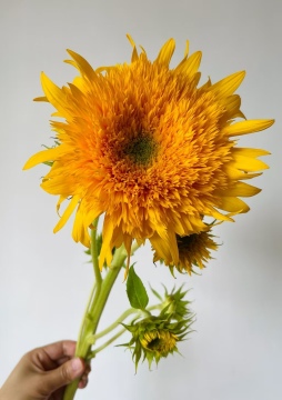 Teddy Bear Sunflower 5 stems bunch Event Decoration