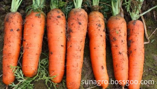 The Best Carrot Is Atender Carrot