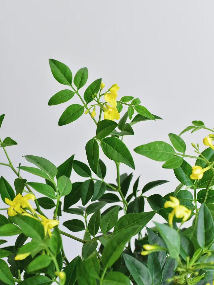 Nine-star leaf