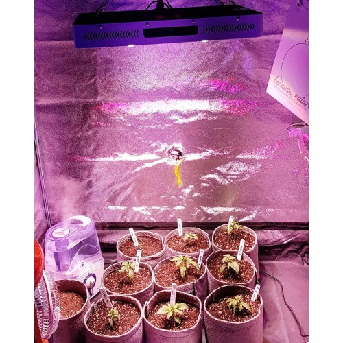 3000W COB LED Grow Light Indoor Plants