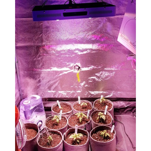 Phlizon Veg&Flowring COB 2000W LED Grow Light