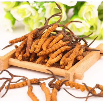 Bulk cordyceps militaris extract powder​