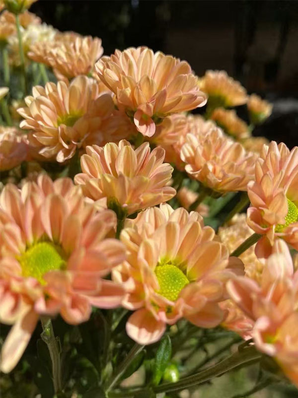 Champagne Spray Chrysanthemum3