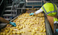 Jalur produksi keripik kentang senyawa