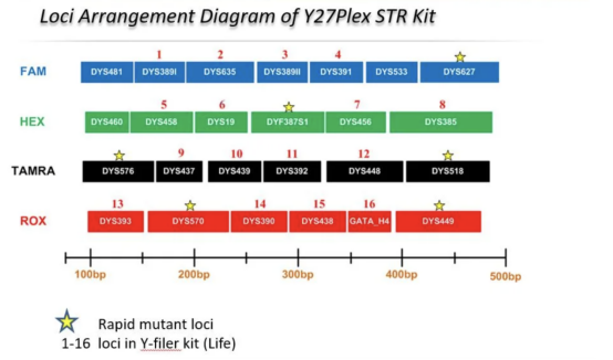 Y27 Plex Str Detection Kit