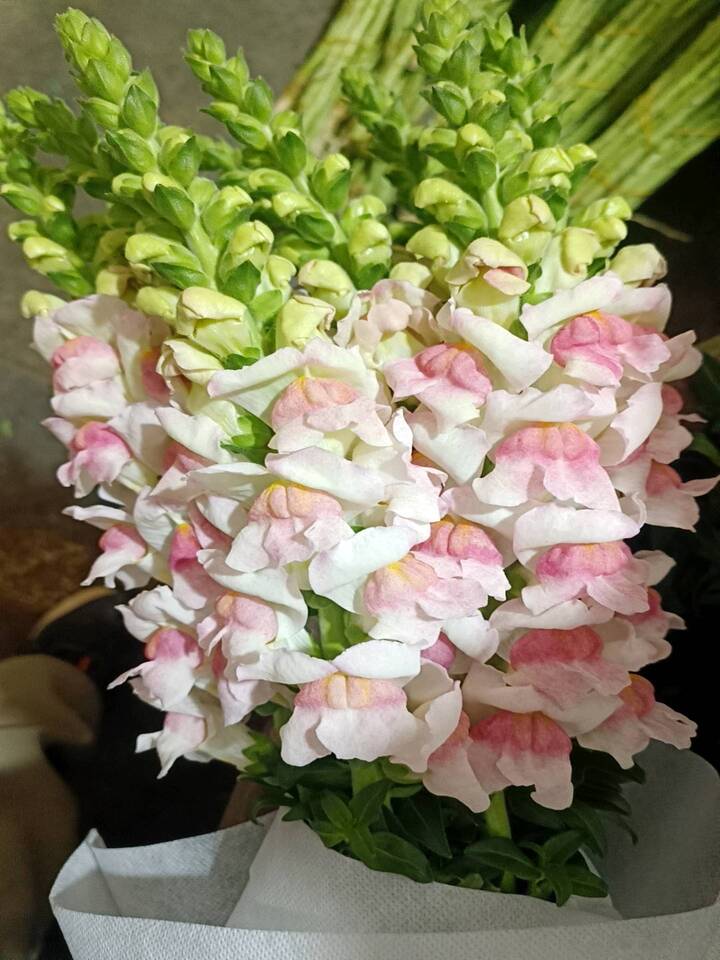 Pink and white Snapdragon