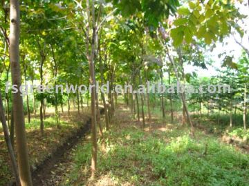 markhamia lutea nursery field
