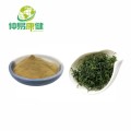 Gynostemma Pentaphyllum Extract Gynostemma gypenoside10%-98%