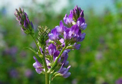 Alfalfa Extract