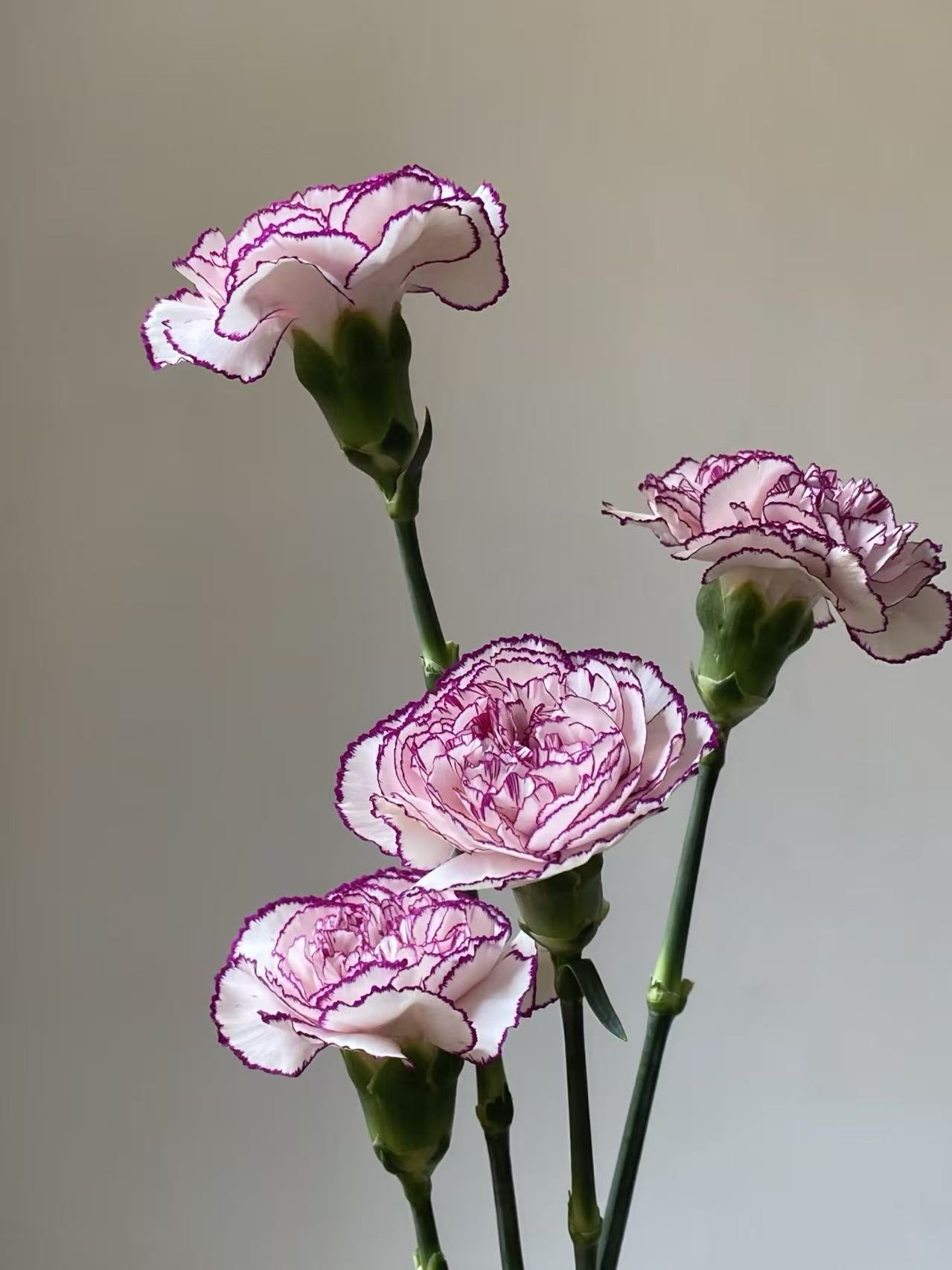 Single-headed carnation purple elf