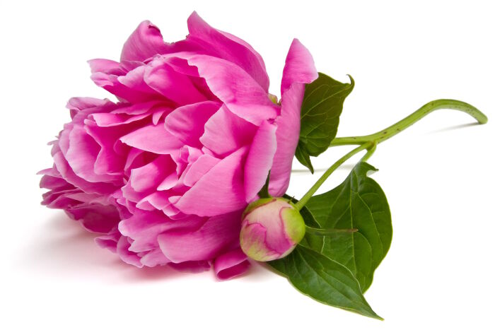 Pure Natural Peony Flower Essential Oil