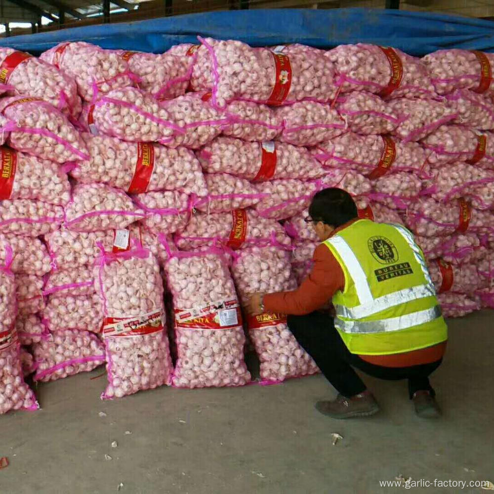 Cangshan Garlic for indonesia