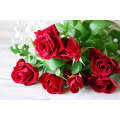 Huile de rose organique 100% pure et naturelle | De qualité thérapeutique