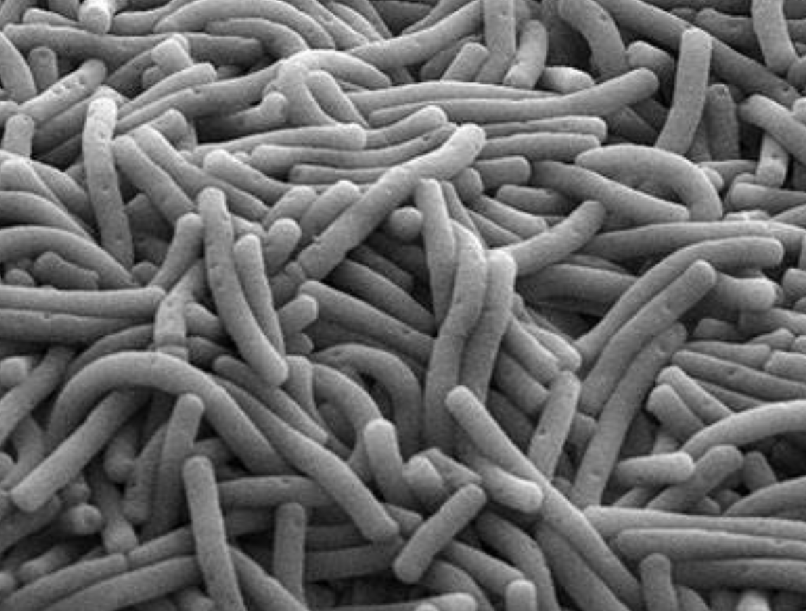 Food Grade Lactobacillus Bulgaricus