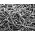 Polvo de Lactobacillus Bulgaricus de alta potencia