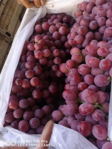 Nueva uva roja 2019 con buen precio.