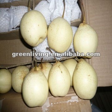 chinese yellow pears supplier