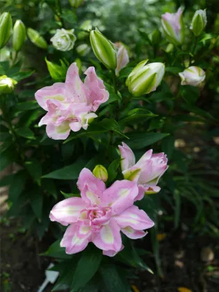 Lucky Angel Double Oriental Lily