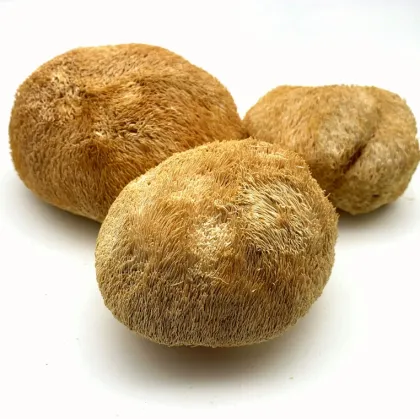 High Survival Rate Lion's Mane Mushroom Spawn