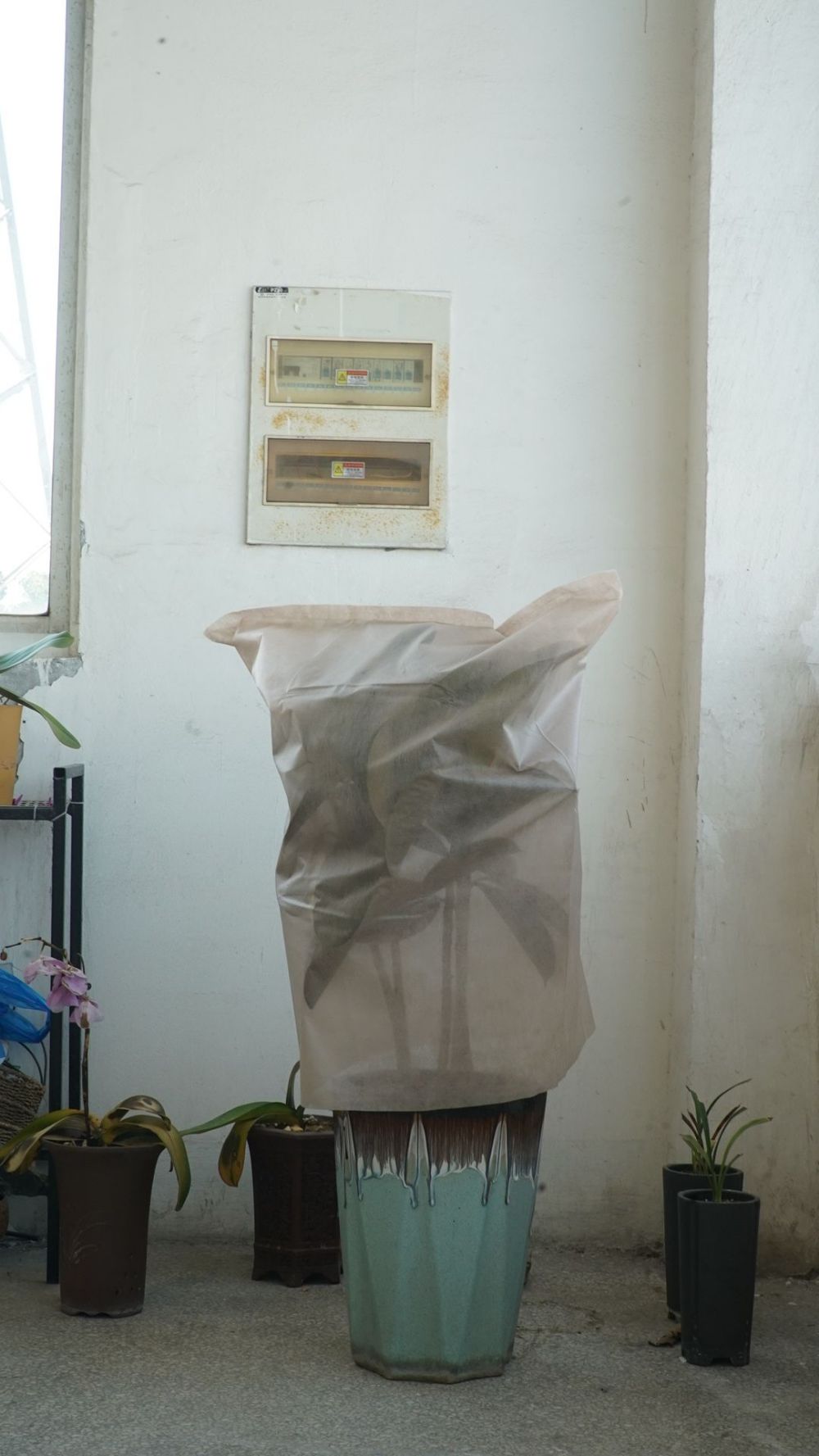 Cubre la protección de las plantas de invierno