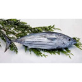 Premium Tuna Peptides for Enhanced Muscle Recovery and Growth