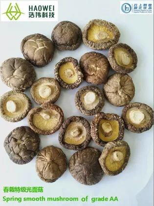 DRIED MUSHROOM