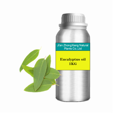 wholesale price organic eucalyptus globulus oil