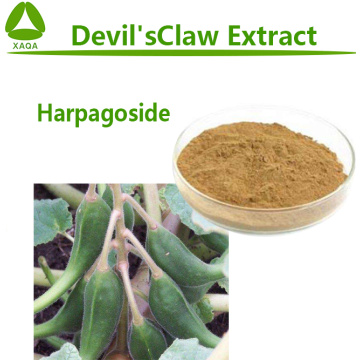 Devil's Claw Extract Harpagoside 1% 5% Powder