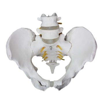  Hipbone and Lumbar Pelvis Model for Medical Teaching and Explanation 