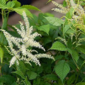 Enthalten 2,5% Schwarzer Cohosh Saponin -Extraktpulver