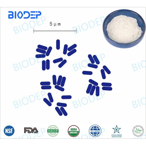 Efficace per la capsula della salute umana Lactobacillus reuteri